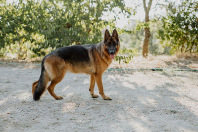 Portrait of dog walking on field