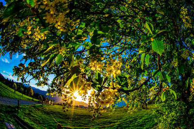 Trees on field against sky