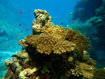Coral reef pinnacle