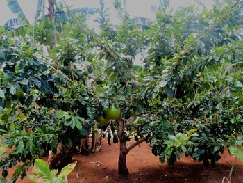 Close-up of fruits growing on tree