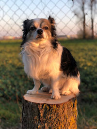 Dog looking away while sitting on field