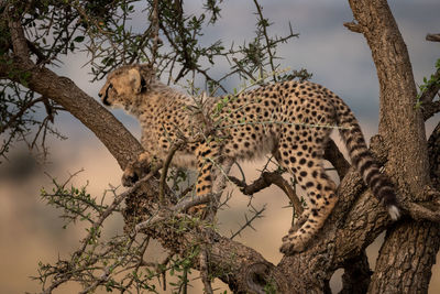 Young cheetah on tree trunk