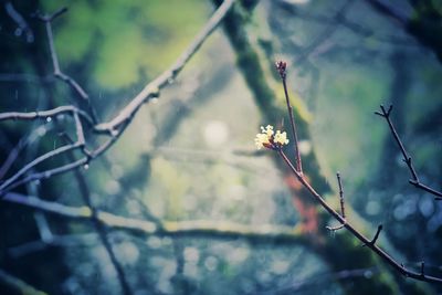 Close-up of flowering plant