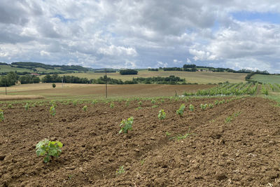 Scenic view of agricultural field against sky