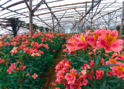 Close-up of pink flowering plants in greenhouse