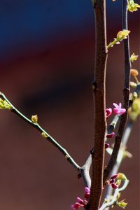 Close-up of flower buds