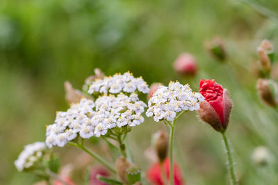 Close-up of pink flowers