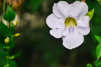 Close-up of flower blooming outdoors