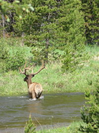 Deer in forest