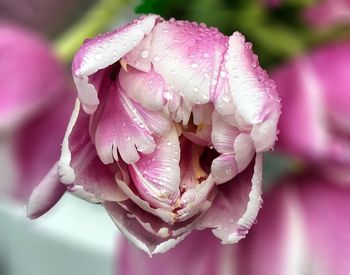 Close-up of pink rose blooming outdoors