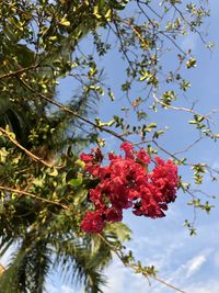 Low angle view of red flowering tree against sky