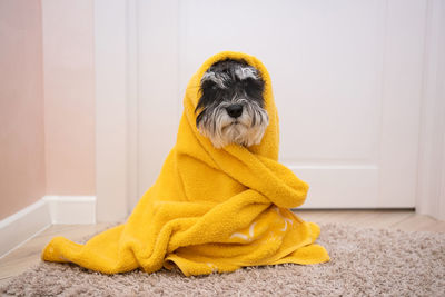 A black and silver schnauzer is sitting on the carpet drying under a yellow towel after a bath