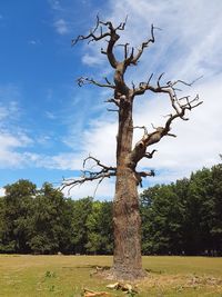 Bare tree on field against sky