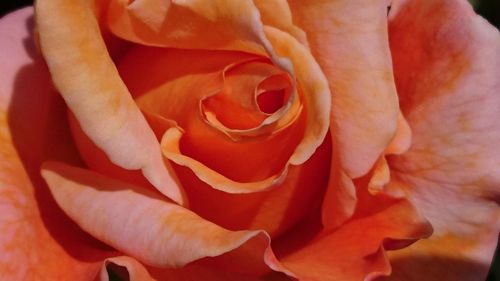 Close-up of rose