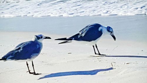 Bird on frozen beach