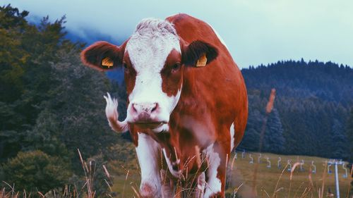 Close-up of cow standing on field against sky