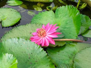 Close-up of lotus water lily in pond