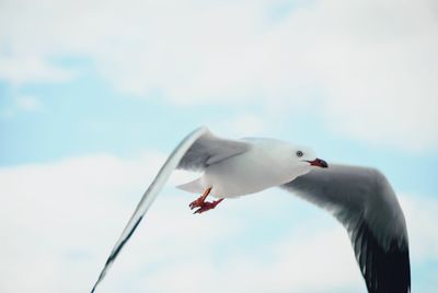 Close-up of seagull flying in sky