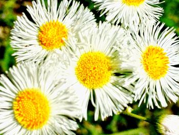 Close-up of white flower