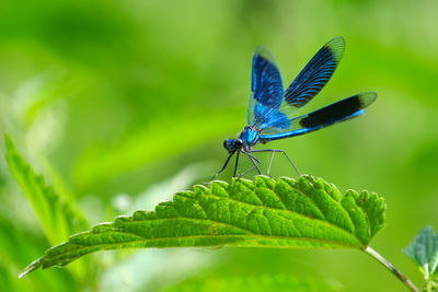 Close-up of butterfly on leaf