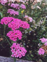 Close-up of pink flowers