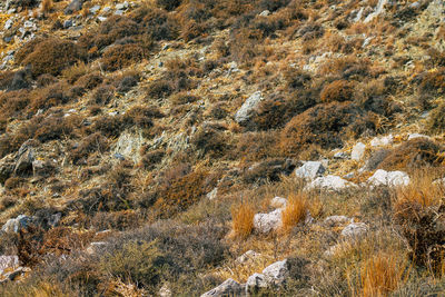 Full frame shot of rocks on land