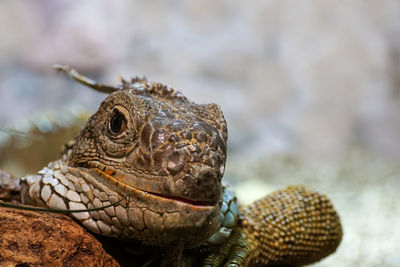 Close-up portrait of lizard