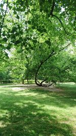 Trees in park