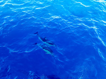 High angle view of swimming in sea