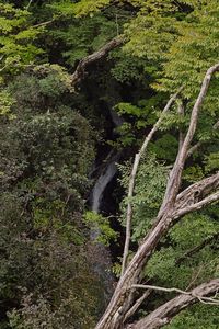 View of stream flowing through forest