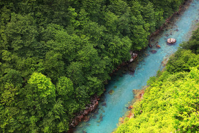 Aerial view of river in forest