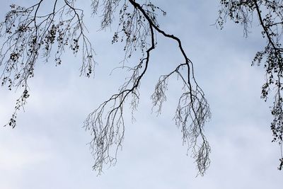 Low angle view of bare tree against sky