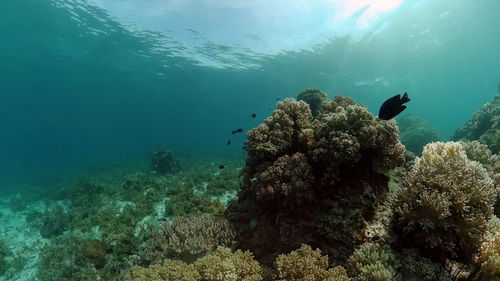 View of coral swimming in sea
