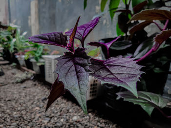 Close-up of purple flowering plant