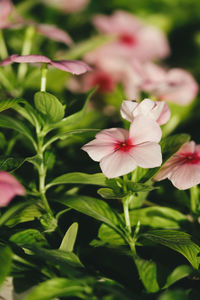 Close-up of pink flowering plant