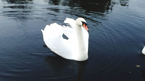 Swan floating on water