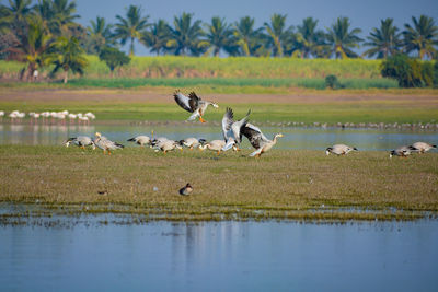 Flock of birds in the lake