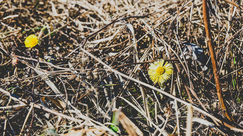 High angle view of flowering plant on field