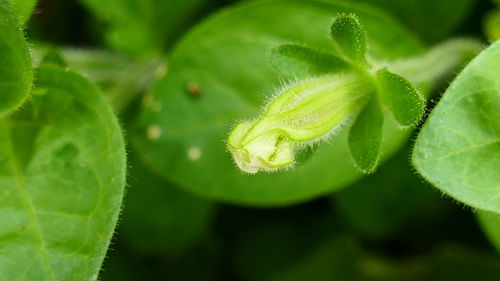 Close-up of fresh green plant