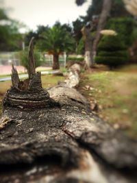 Close-up of tree stump
