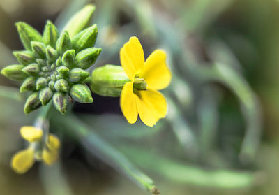 Close-up of yellow flowers blooming outdoors