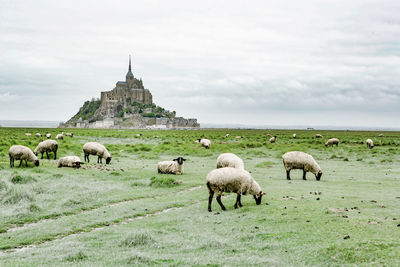 Sheep grazing in a field