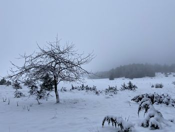 Bare tree on snow covered field against sky