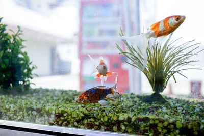 View of birds perching on flower