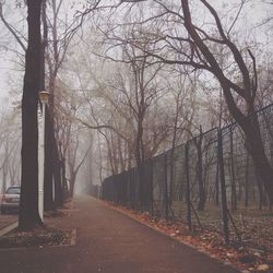 Empty road along trees