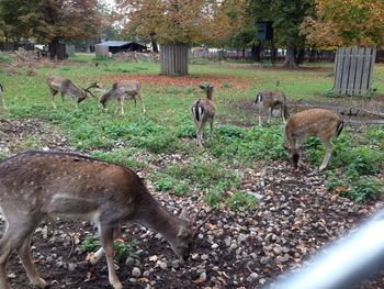 Deer in a field