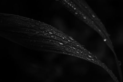 Close-up of raindrops on plant