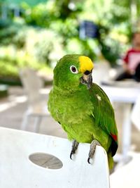 Close-up of parrot perching on a leaf