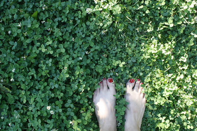 Low section of woman standing on plants