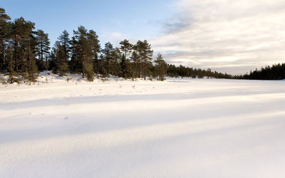 Trees on snow covered landscape against sky